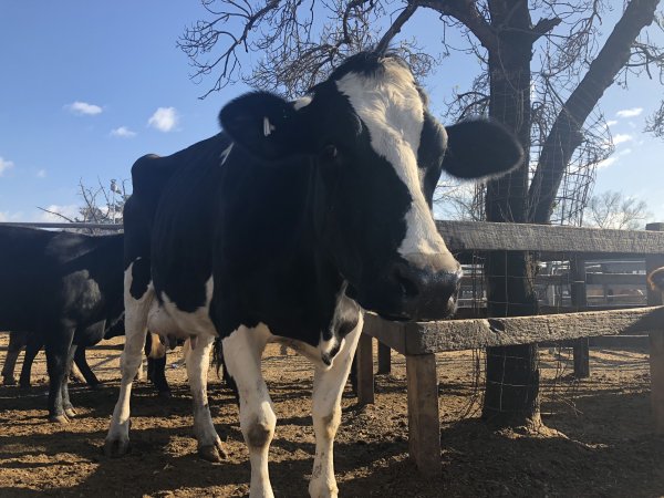 Camden Saleyards