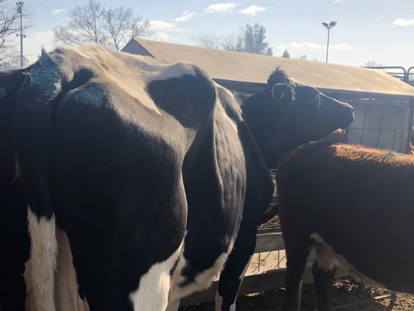 Camden Saleyards