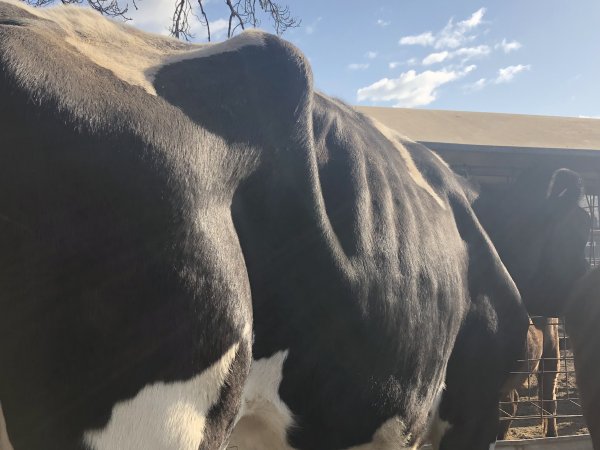 Camden Saleyards