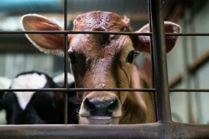 Bobby calf in holding pens