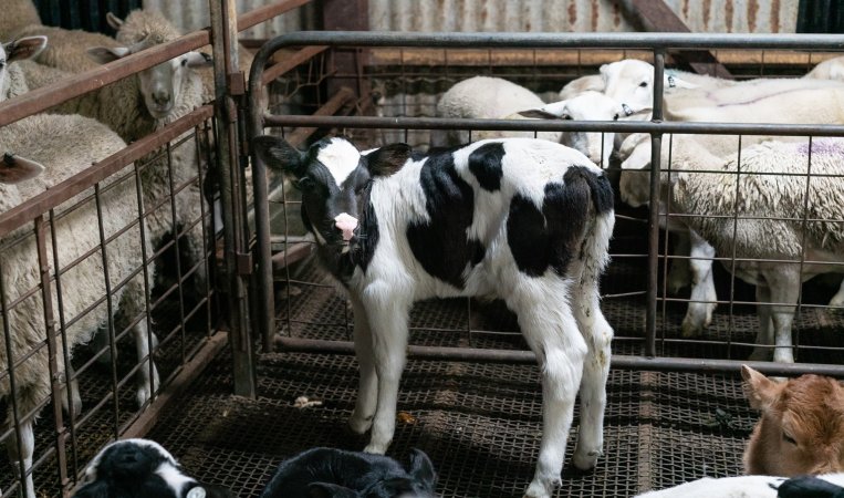 Bobby calf in holding pens