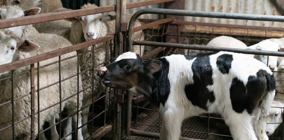 Bobby calf in holding pens