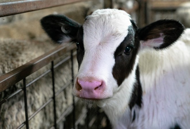 Bobby calf in holding pens