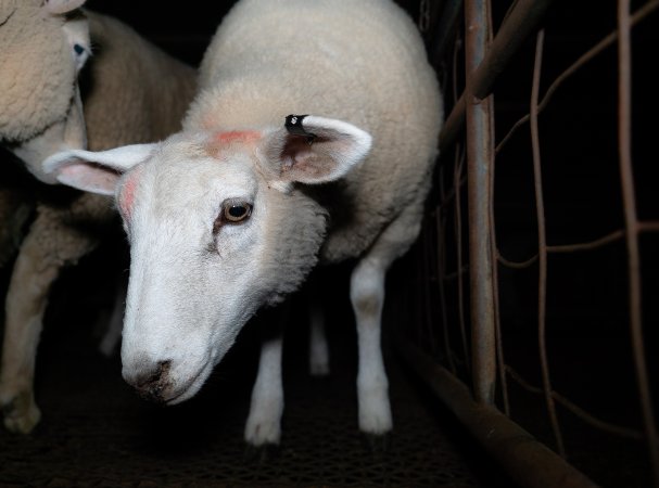 Sheep in holding pens