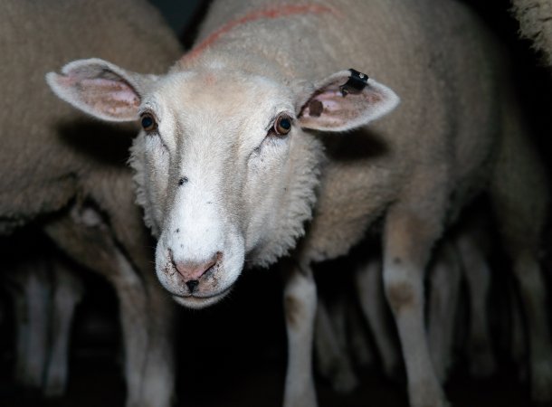 Sheep in holding pens