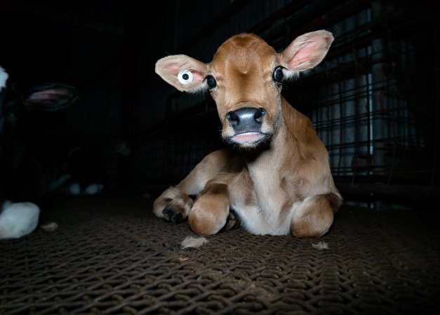 Bobby calf in holding pens