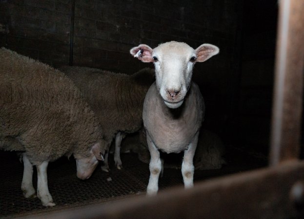 Sheep in holding pens