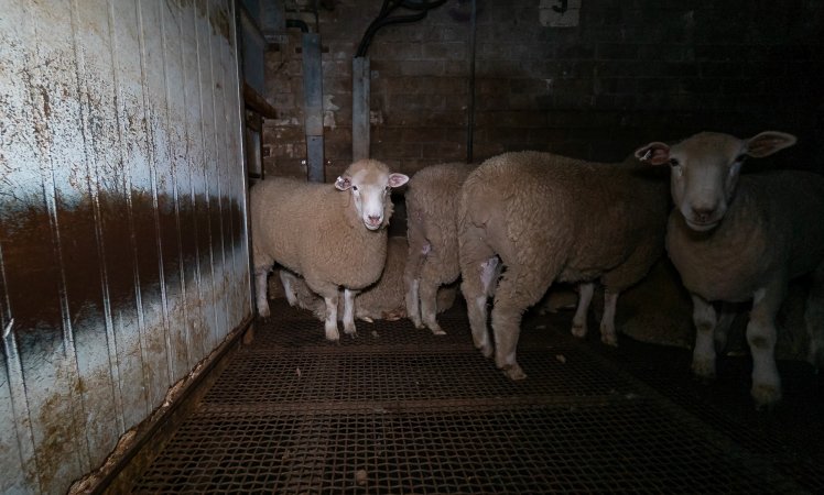 Sheep in holding pens