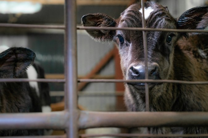 Bobby calf in holding pens