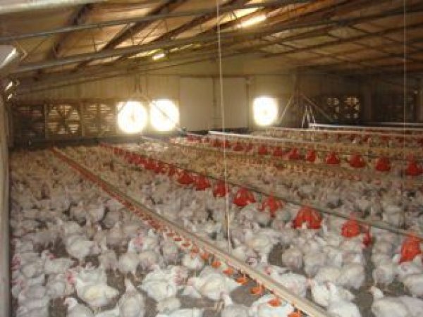 PoultryFarmsAustralia.com.au listing photo