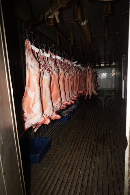 Sheep and pig carcasses in chiller room - Snowtown Abattoir