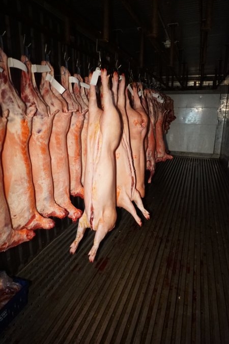 Sheep and pig carcasses in chiller room - Snowtown Abattoir