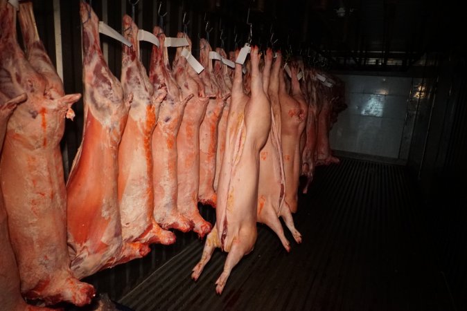 Sheep and pig carcasses in chiller room - Snowtown Abattoir