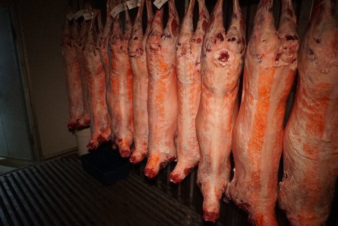 Sheep and pig carcasses in chiller room - Snowtown Abattoir