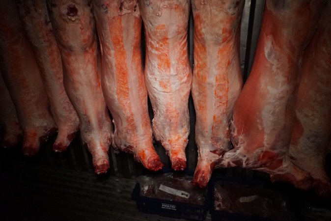 Sheep and pig carcasses in chiller room - Snowtown Abattoir