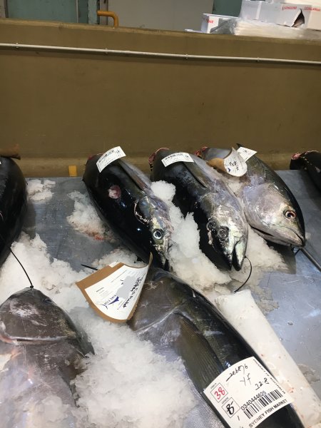 Shark bite on tuna