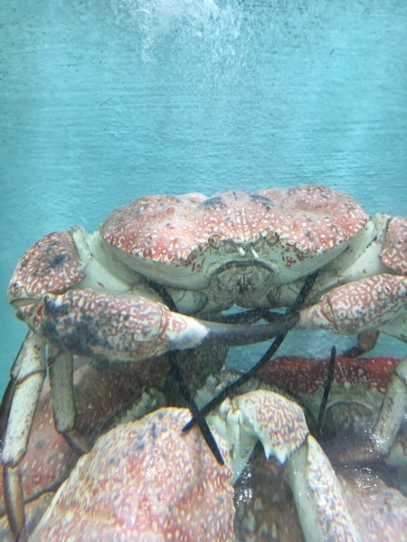 Tasmanian Giant Crab