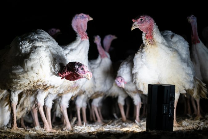 Curious Turkeys