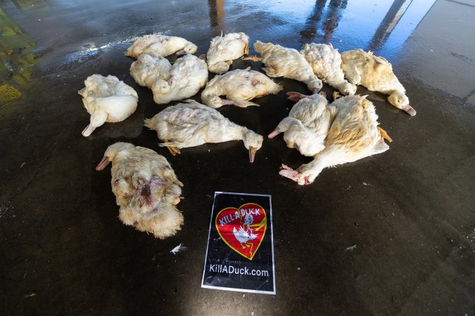 Dead ducks on floor of slaughterhouse