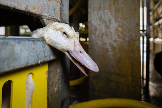 Dead duck in transport crate.