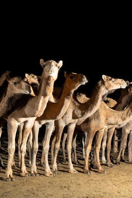 Camels in Holding Pen