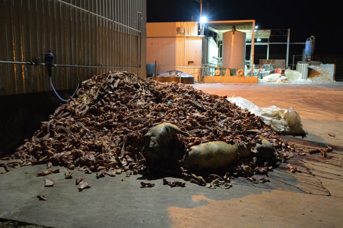 Pile of bones and bodies outside rendering plant