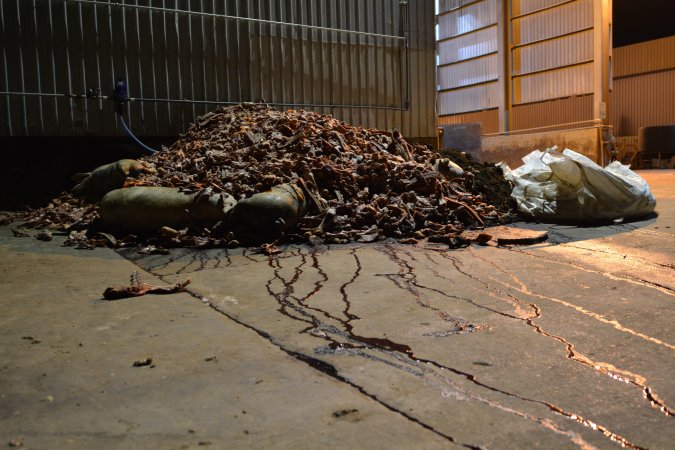 Pile of bones and bodies outside rendering plant