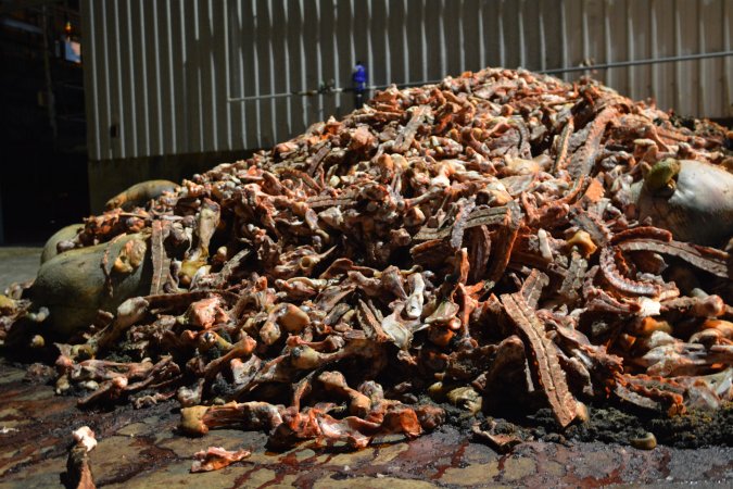 Pile of bones and bodies outside rendering plant