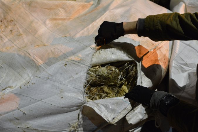 Bag of dead layer hens outside rendering plant