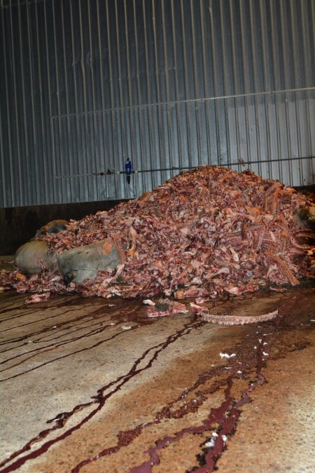 Pile of bones and bodies outside rendering plant