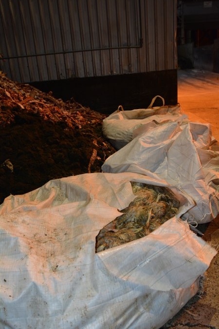 Bag of dead layer hens outside rendering plant