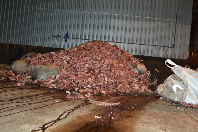 Pile of bones and bodies outside rendering plant