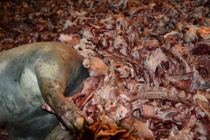 Pile of bones and bodies outside rendering plant