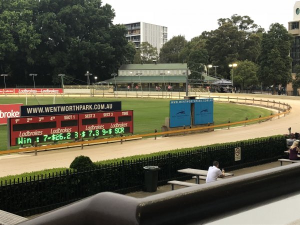 Wentworth Park Greyhounds