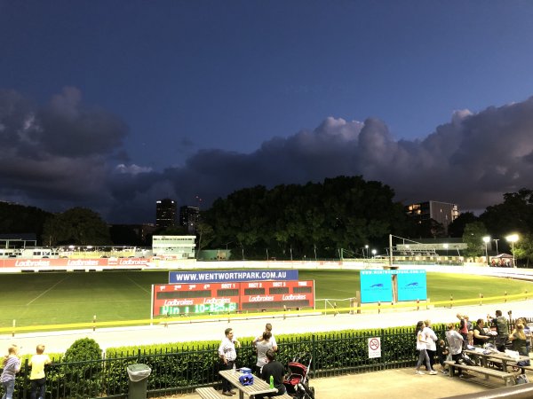 Wentworth Park Greyhounds