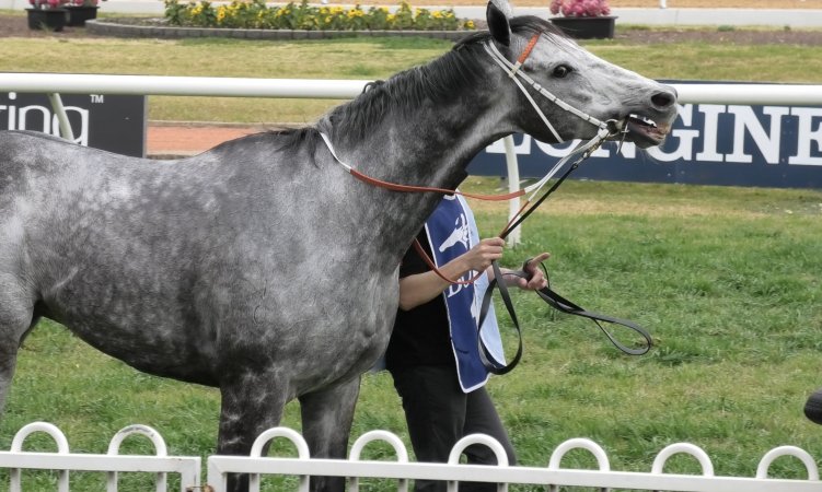 Rosehill Racecourse