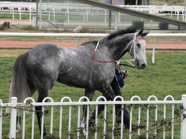 Rosehill Racecourse