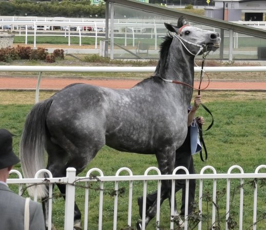 Rosehill Racecourse