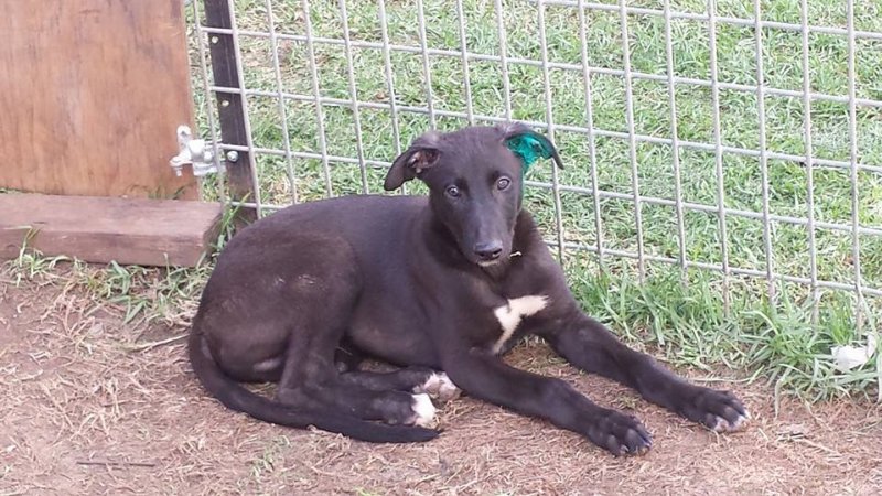 Racing Greyhounds - Ear Tattoos