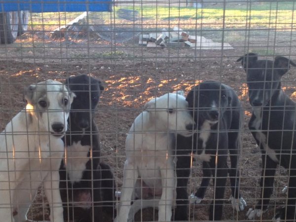 Racing Greyhound Puppies