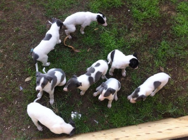 Racing Greyhound Puppies