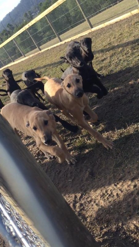 Racing Greyhound Puppies