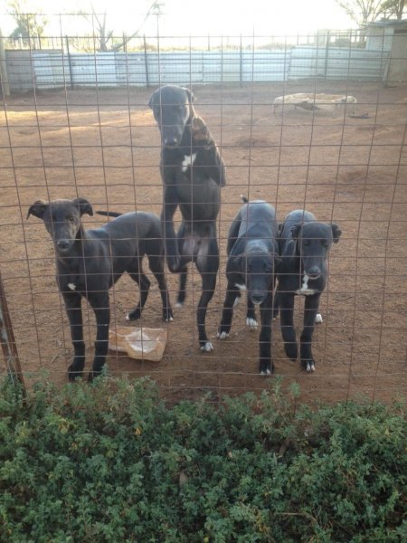 Racing Greyhound Puppies