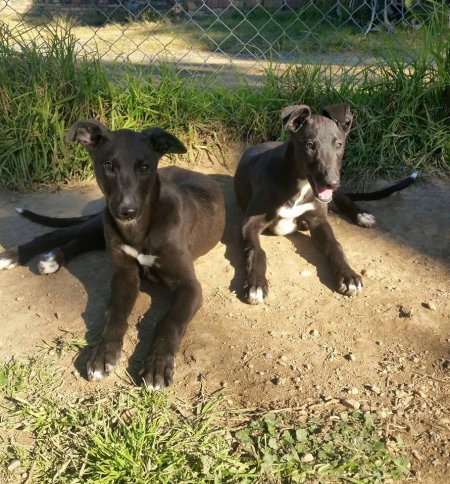 Racing Greyhound Puppies