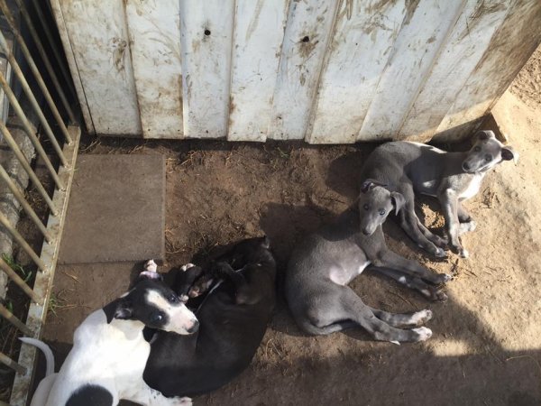 Racing Greyhound Puppies