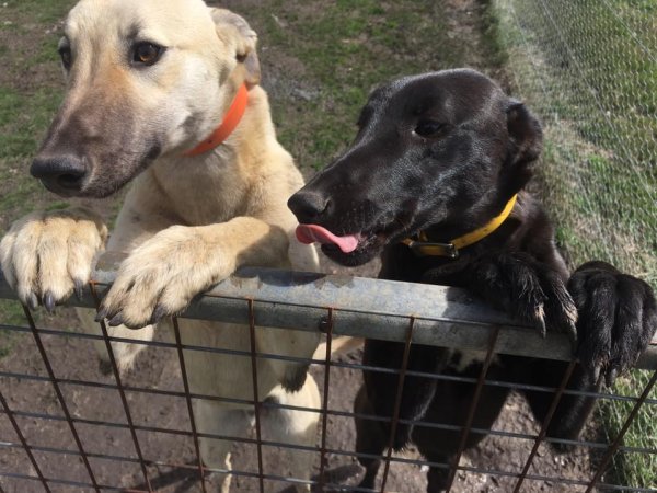 Racing Greyhound Puppies