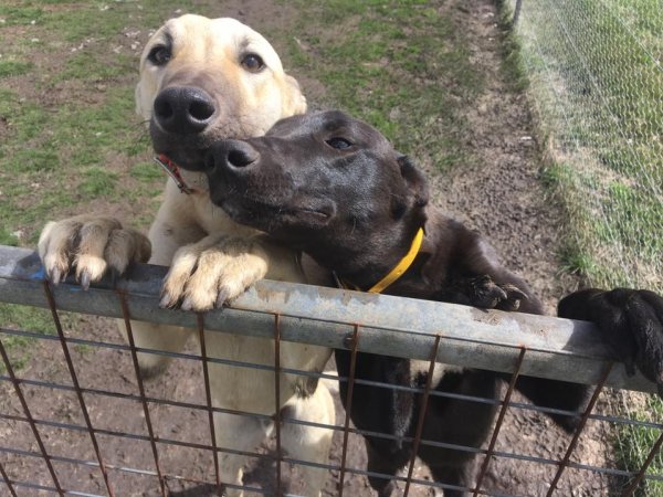 Racing Greyhound Puppies