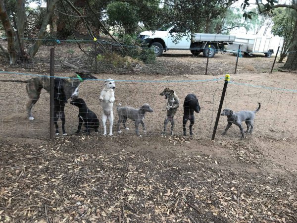 Racing Greyhound Puppies