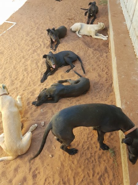 Racing Greyhound Puppies