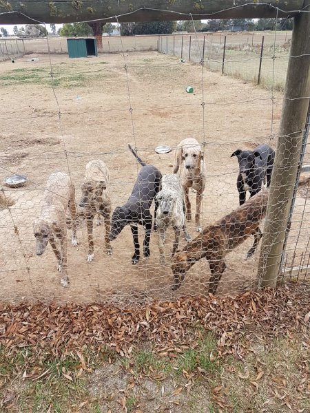 Racing Greyhound Puppies